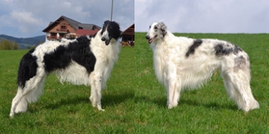 From 134 Borzoi dog occupied Darley z Palatinu Moravia 3rd place with 99 points, just behind Dante Frajanka in 4th place with 97 points. We are just happy and proud of our boys !!!